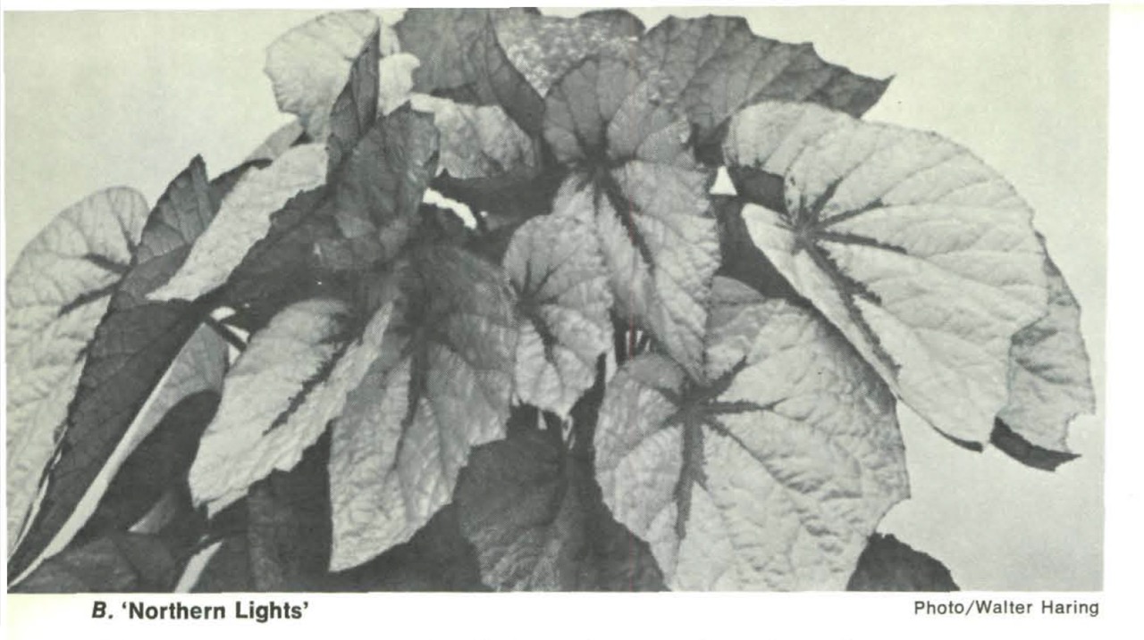 B. ‘Northern Lights’